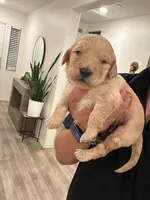 Golden doodles and golden retrievers , a female Goldendoodle and Golden Retriever for sale in San Jacinto, CA – Photo 6 of 10