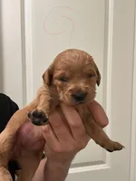 Golden doodles and golden retrievers , a female Goldendoodle and Golden Retriever for sale in San Jacinto, CA – Photo 4 of 10