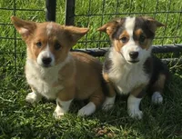 Romeo, a male Pembroke Welsh Corgi for sale in Sweet Springs, MO – 4 of 8