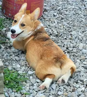 Jack, a male Pembroke Welsh Corgi for sale in Sweet Springs, MO – 3 of 9
