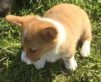 Handsome Hank, a male Pembroke Welsh Corgi for sale in Sweet Springs, MO – 2 of 7