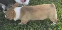 Handsome Hank, a male Pembroke Welsh Corgi for sale in Sweet Springs, MO – 3 of 7