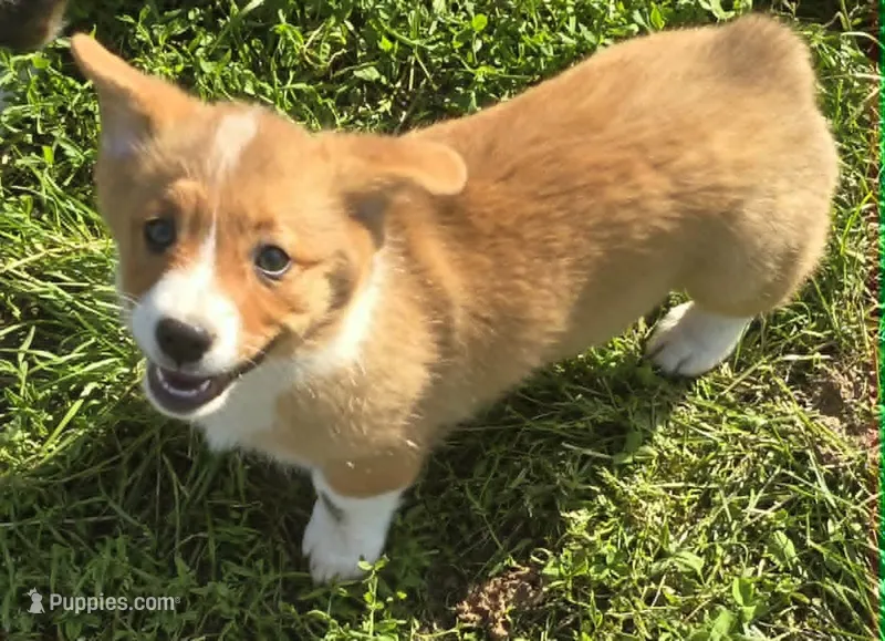 Handsome Hank – Pembroke Welsh Corgi puppy for sale in Sweet Springs, MO