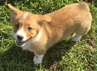Handsome Hank, a male Pembroke Welsh Corgi for sale in Sweet Springs, MO – 1 of 7
