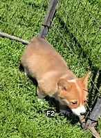 Foxy , a female Pembroke Welsh Corgi for sale in Sweet Springs, MO – Photo 3 of 7