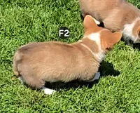 Foxy , a female Pembroke Welsh Corgi for sale in Sweet Springs, MO – Photo 2 of 7