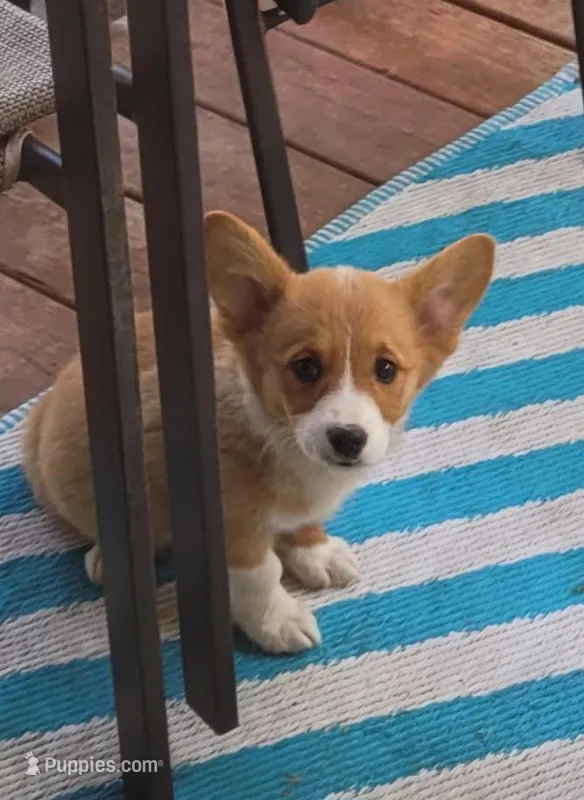 Foxy  – Pembroke Welsh Corgi puppy for sale in Sweet Springs, MO