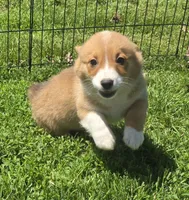Foxy , a female Pembroke Welsh Corgi for sale in Sweet Springs, MO – Photo 6 of 7