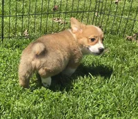 Foxy , a female Pembroke Welsh Corgi for sale in Sweet Springs, MO – Photo 7 of 7