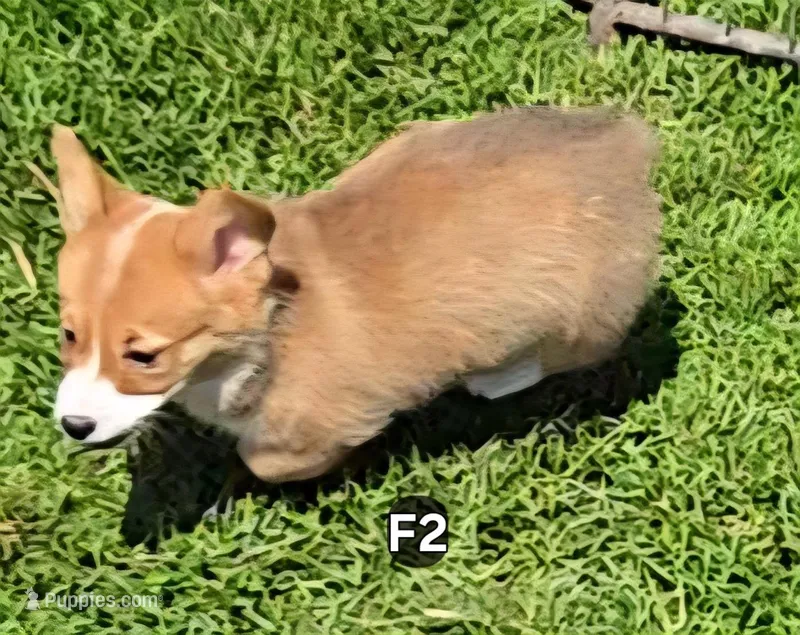 Foxy  – Pembroke Welsh Corgi puppy for sale in Sweet Springs, MO
