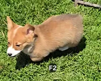 Foxy , a female Pembroke Welsh Corgi for sale in Sweet Springs, MO – Photo 1 of 7