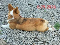 Jack, a male Pembroke Welsh Corgi for sale in Sweet Springs, MO – 5 of 9