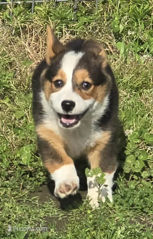 Romeo – Pembroke Welsh Corgi puppy for sale in Sweet Springs, MO
