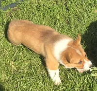 Handsome Hank, a male Pembroke Welsh Corgi for sale in Sweet Springs, MO – 4 of 7