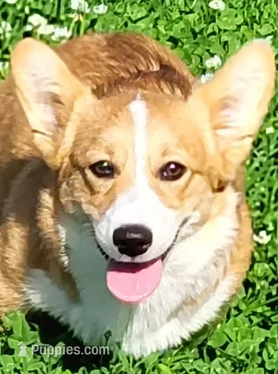 Jack – Pembroke Welsh Corgi puppy for sale in Sweet Springs, MO