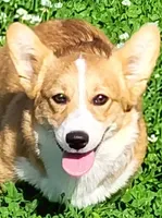 Jack, a male Pembroke Welsh Corgi for sale in Sweet Springs, MO – 1 of 9