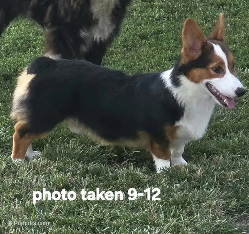 Romeo – Pembroke Welsh Corgi puppy for sale in Sweet Springs, MO
