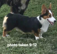 Romeo, a male Pembroke Welsh Corgi for sale in Sweet Springs, MO – 1 of 9
