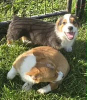 Romeo, a male Pembroke Welsh Corgi for sale in Sweet Springs, MO – 3 of 8