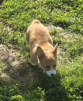 Handsome Hank, a male Pembroke Welsh Corgi for sale in Sweet Springs, MO – 6 of 7