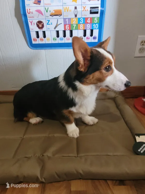 Romeo – Pembroke Welsh Corgi puppy for sale in Sweet Springs, MO