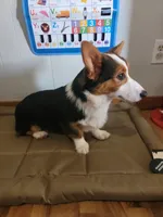 Romeo, a male Pembroke Welsh Corgi for sale in Sweet Springs, MO – 6 of 9