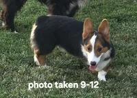 Romeo, a male Pembroke Welsh Corgi for sale in Sweet Springs, MO – 2 of 9