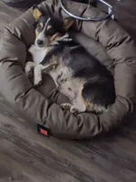 Romeo, a male Pembroke Welsh Corgi for sale in Sweet Springs, MO – 5 of 8