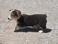 Romeo, a male Pembroke Welsh Corgi for sale in Sweet Springs, MO – 6 of 8