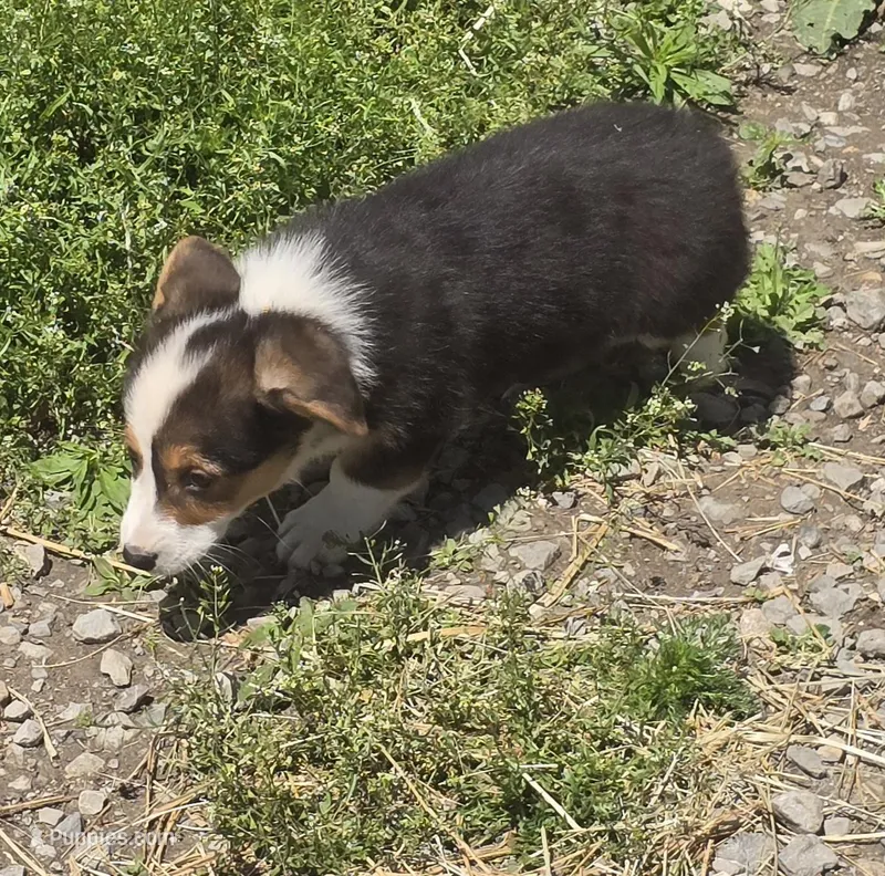 Romeo – Pembroke Welsh Corgi puppy for sale in Sweet Springs, MO