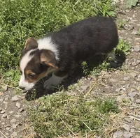 Romeo, a male Pembroke Welsh Corgi for sale in Sweet Springs, MO – 1 of 8