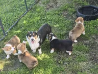 Romeo, a male Pembroke Welsh Corgi for sale in Sweet Springs, MO – 8 of 8