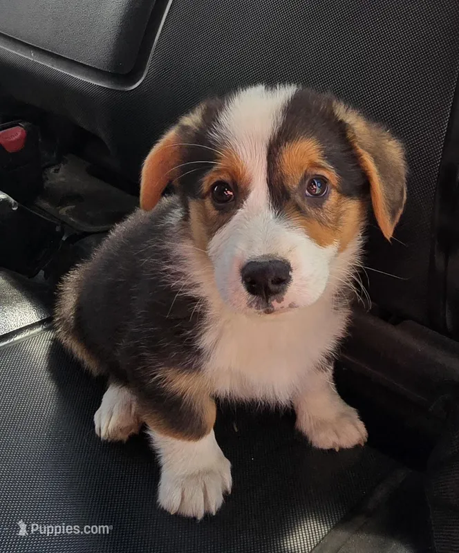 Romeo – Pembroke Welsh Corgi puppy for sale in Sweet Springs, MO