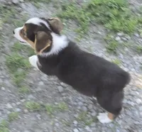 Romeo, a male Pembroke Welsh Corgi for sale in Sweet Springs, MO – 7 of 8