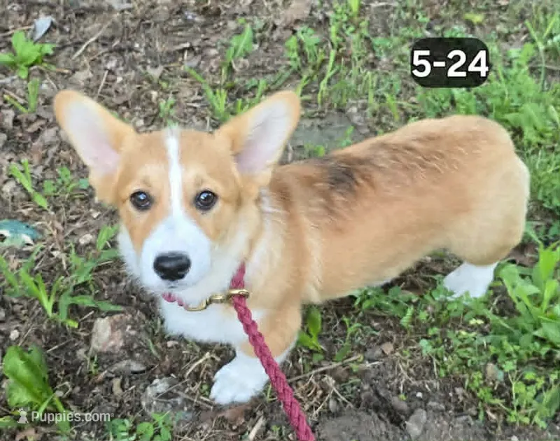 Handsome Hank – Pembroke Welsh Corgi puppy for sale in Sweet Springs, MO
