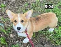 Handsome Hank, a male Pembroke Welsh Corgi for sale in Sweet Springs, MO – 1 of 2