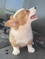 Diamond, a female Pembroke Welsh Corgi for sale in Sweet Springs, MO – Photo 3 of 7