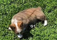 Diamond, a female Pembroke Welsh Corgi for sale in Sweet Springs, MO – Photo 4 of 7