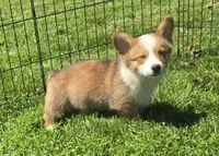 Diamond, a female Pembroke Welsh Corgi for sale in Sweet Springs, MO – Photo 7 of 7