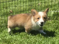 Diamond, a female Pembroke Welsh Corgi for sale in Sweet Springs, MO – Photo 2 of 7