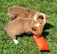 Diamond, a female Pembroke Welsh Corgi for sale in Sweet Springs, MO – Photo 6 of 7