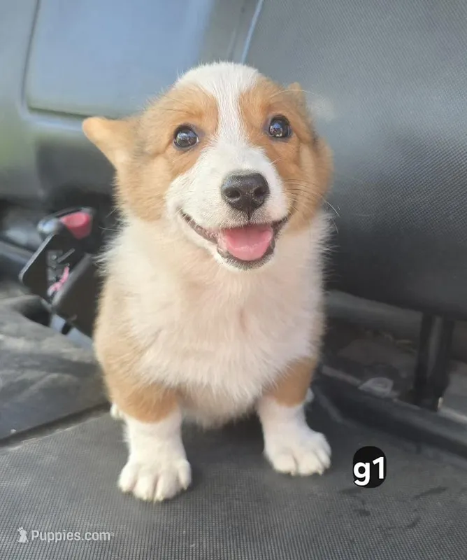 Diamond – Pembroke Welsh Corgi puppy for sale in Sweet Springs, MO