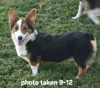 Romeo, a male Pembroke Welsh Corgi for sale in Sweet Springs, MO – 3 of 9