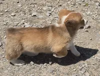 Jack, a male Pembroke Welsh Corgi for sale in Sweet Springs, MO – Photo 2 of 6