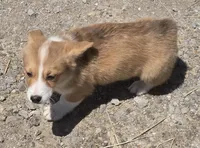 Jack, a male Pembroke Welsh Corgi for sale in Sweet Springs, MO – Photo 1 of 6
