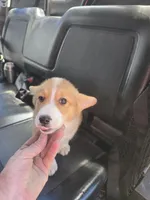 Jack, a male Pembroke Welsh Corgi for sale in Sweet Springs, MO – Photo 4 of 6