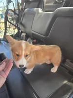 Jack, a male Pembroke Welsh Corgi for sale in Sweet Springs, MO – Photo 3 of 6