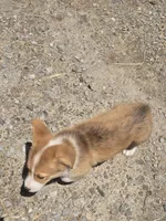 Jack, a male Pembroke Welsh Corgi for sale in Sweet Springs, MO – Photo 5 of 6