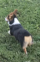 Romeo, a male Pembroke Welsh Corgi for sale in Sweet Springs, MO – 4 of 9