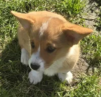 Handsome Hank, a male Pembroke Welsh Corgi for sale in Sweet Springs, MO – 5 of 7